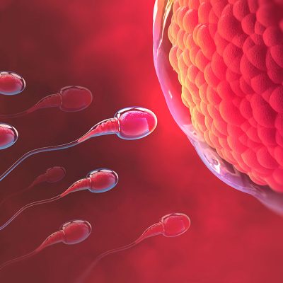 fertilizacao-do-ovulo
